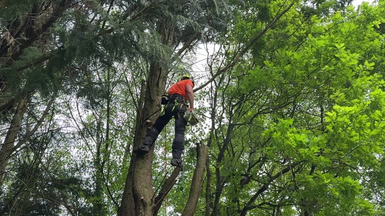 Georgetown, SC  Tree Services Company